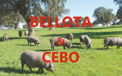 Las dos diferencias entre el Jamón Ibérico de Cebo y el de Bellota